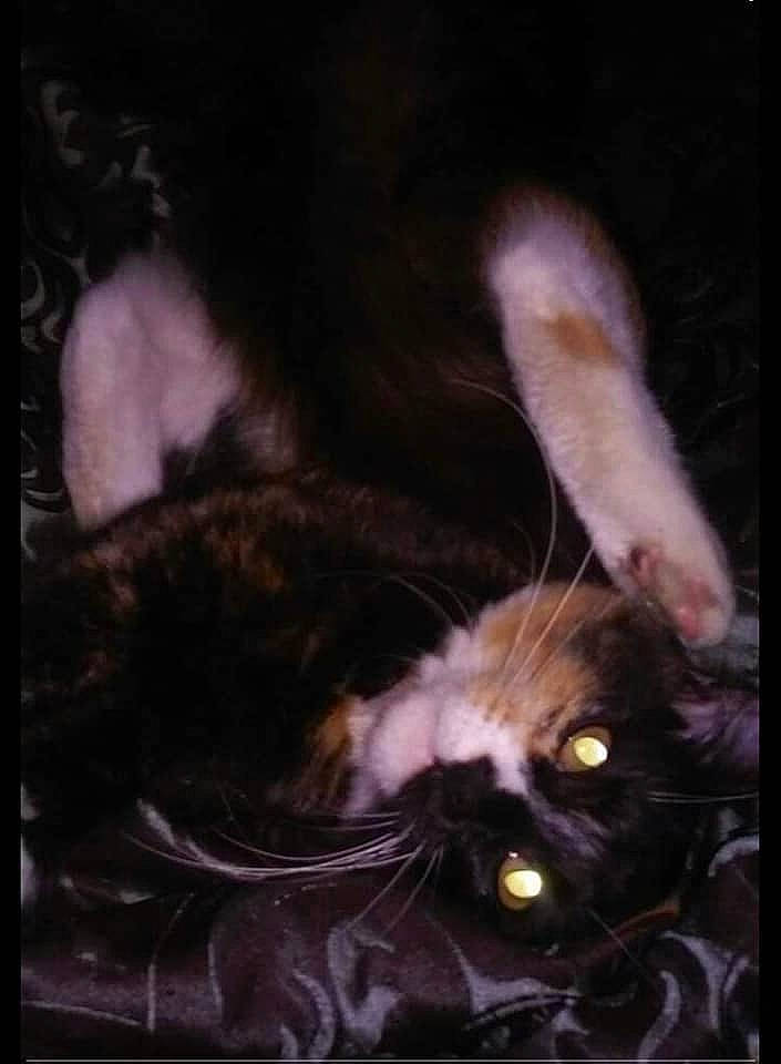 Fiona is registered to the contest to win money with this photo: carnivore, cat, domestic_short_haired_cat, felidae, fur, liver, organism, paw, pet_supply, small_to_medium_sized_cats, snout, tail, terrestrial_animal, vertebrate, whiskers