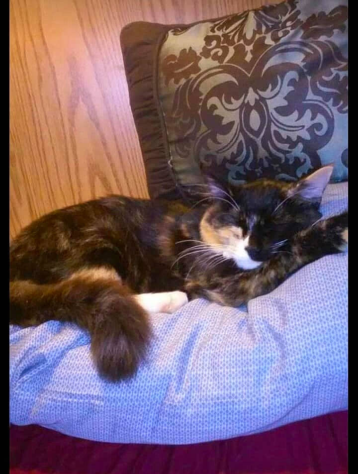 Fiona is registered to the contest to win money with this photo: carnivore, cat, comfort, cushion, felidae, fur, home_accessories, lamp, linens, pillow, slipcover, small_to_medium_sized_cats, tail, throw_pillow, vertebrate, whiskers