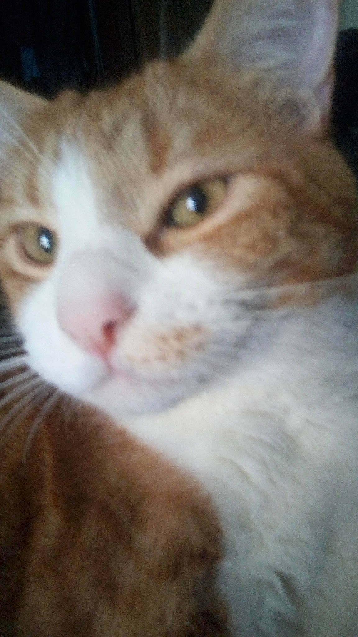 Ronin is registered to the contest to win money with this photo: blond, brown, carnivore, cat, close_up, domestic_short_haired_cat, fawn, felidae, fur, iris, liver, skin, small_to_medium_sized_cats, snout, terrestrial_animal, vertebrate, whiskers