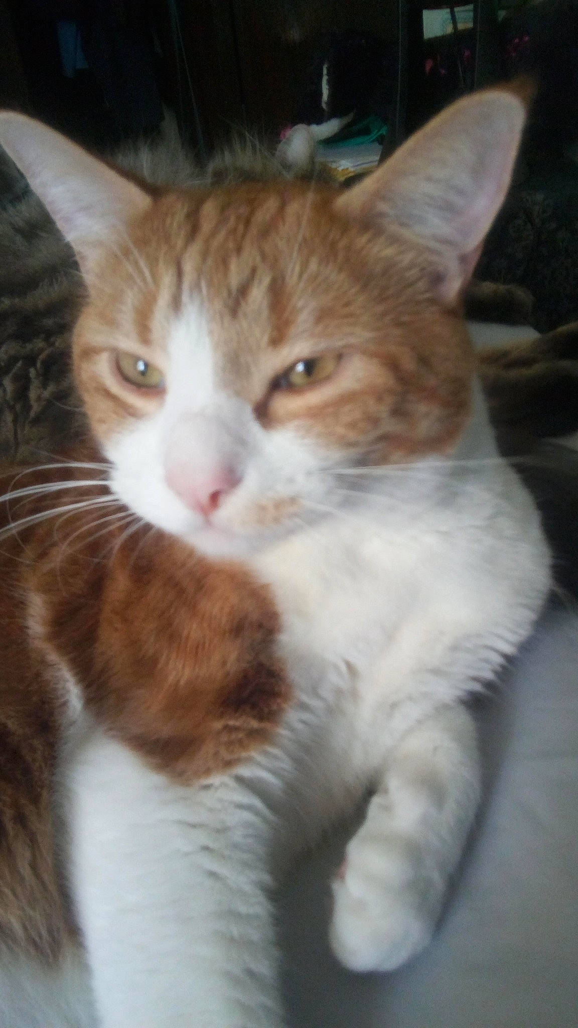 Ronin joined the competition — help win amazing prizes! brown, carnivore, cat, domestic_short_haired_cat, fawn, felidae, fur, liver, paw, small_to_medium_sized_cats, snout, tail, terrestrial_animal, toe, vertebrate, whiskers