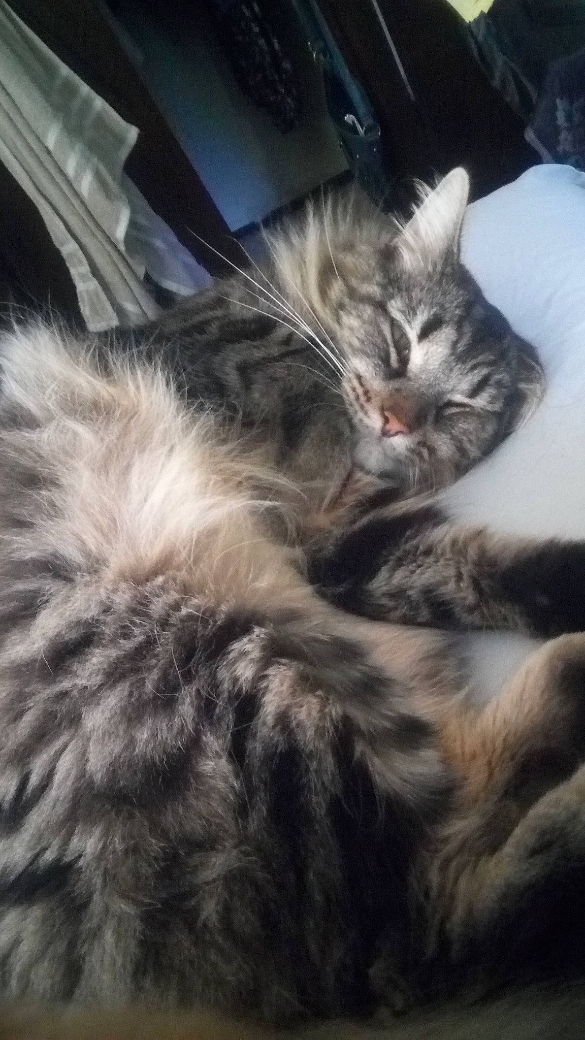 Roland is registered to the contest to win money with this photo: carnivore, cat, felidae, fur, nap, sleep, small_to_medium_sized_cats, snout, tail, vertebrate, whiskers