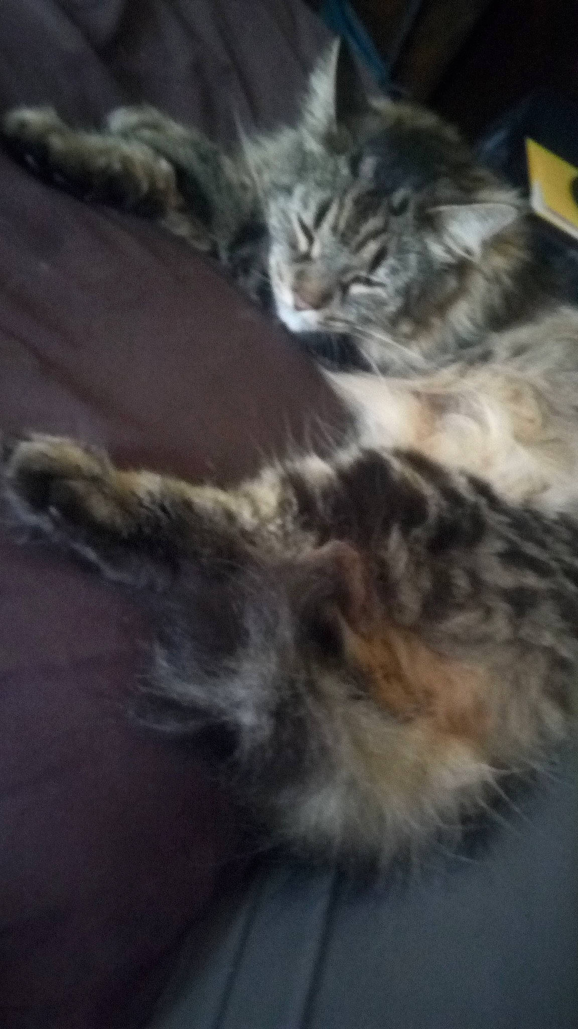 Roland is registered to the contest to win money with this photo: carnivore, cat, domestic_long_haired_cat, felidae, fur, small_to_medium_sized_cats, snout, tail, vertebrate, whiskers