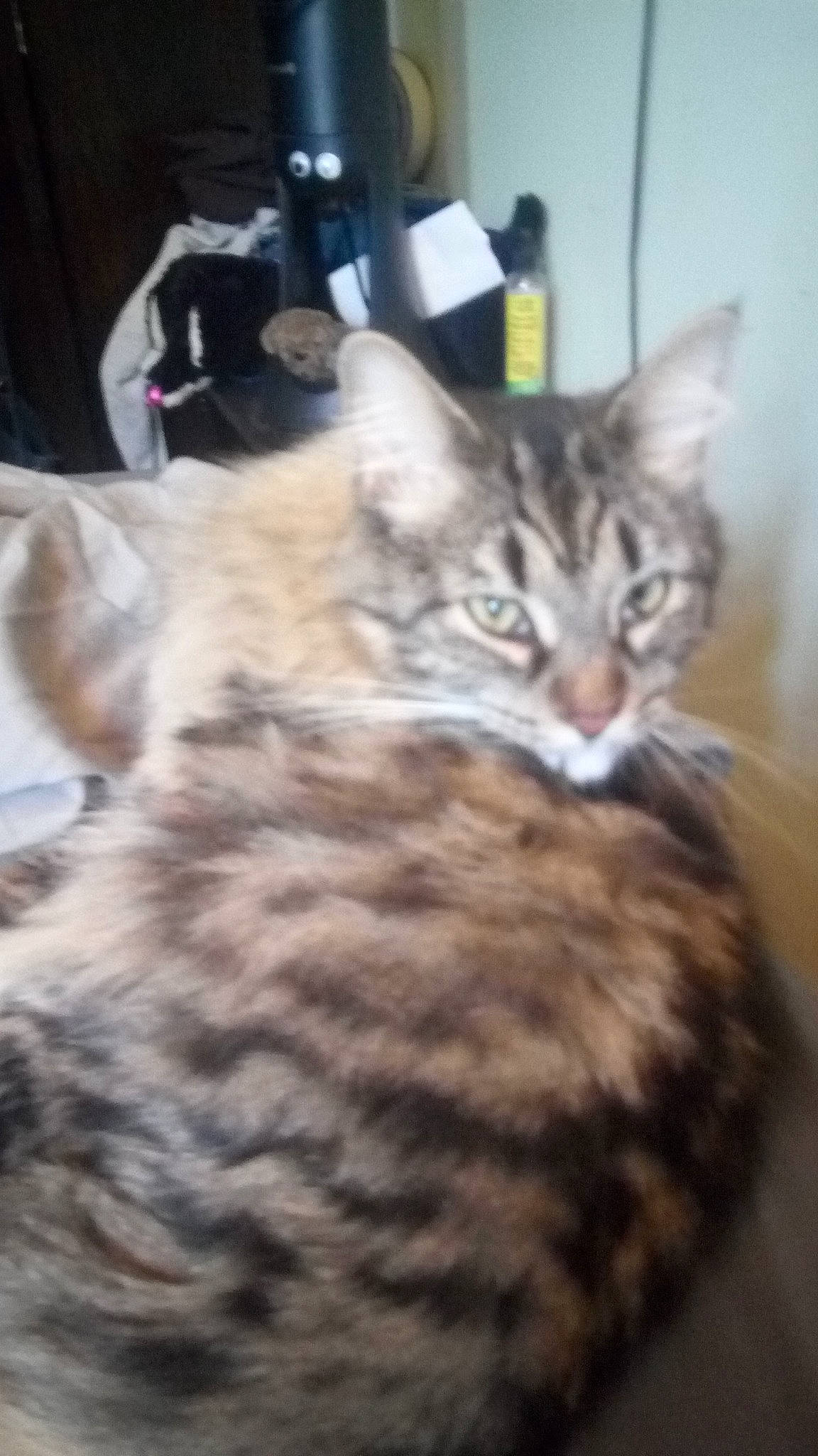 Roland is registered to the contest to win money with this photo: carnivore, cat, domestic_short_haired_cat, felidae, fur, linens, small_to_medium_sized_cats, tabby_cat, tail, terrestrial_animal, vertebrate, whiskers