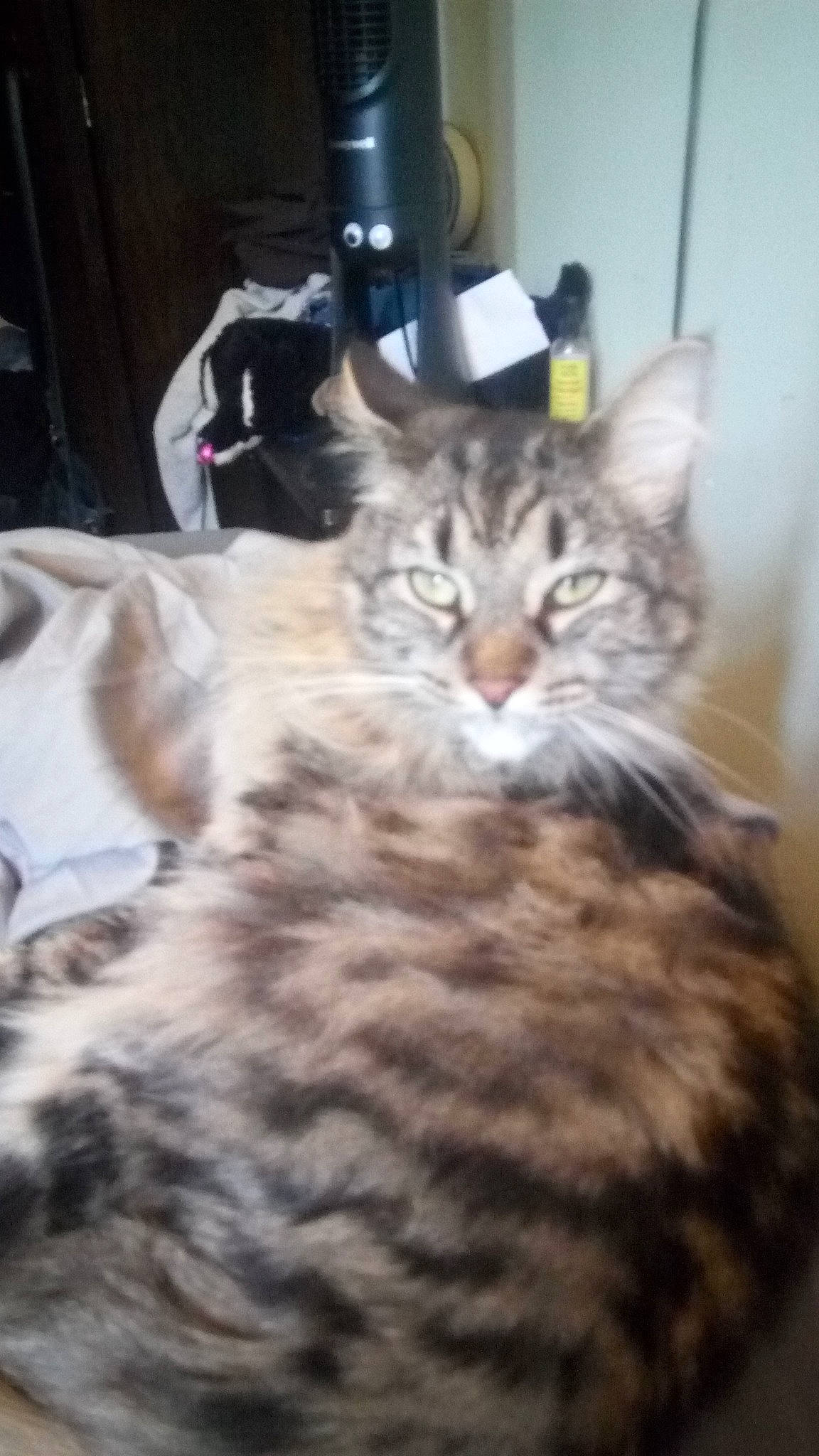 Roland joined the competition — help win amazing prizes! brown, carnivore, cat, domestic_long_haired_cat, felidae, fur, iris, maine_coon, natural_material, small_to_medium_sized_cats, snout, terrestrial_animal, vertebrate, whiskers