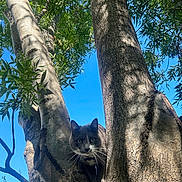 Elektra is registered to the contest to win money with this photo: alert, animal, bark, branch, cat, close_up, curious, daylight, feline, gray_cat, green_leaves, nature, outdoor, pet, shadows, sky, sunlight, tree, white_paws, wildlife