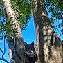 alert, animal, bark, branch, cat, close_up, curious, daylight, feline, gray_cat, green_leaves, nature, outdoor, pet, shadows, sky, sunlight, tree, white_paws, wildlife