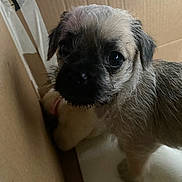 Dexter is registered to the contest to win money with this photo: animal, box, brown, cardboard_box, closeup, curious, cute, dog, eyes, face, fur, indoor, looking, nose, pet, puppy, scruffy, small, whiskers, young