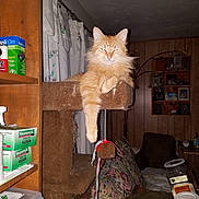 Daffy joined the competition — help win amazing prizes! box, cat, cat_tree, cozy, curtains, cushion, feline, fluffy, furniture, hanging_paw, home, indoor, living_room, orange_cat, pet, relaxed, resting, shelf, toy, wood_paneling