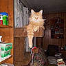 box, cat, cat_tree, cozy, curtains, cushion, feline, fluffy, furniture, hanging_paw, home, indoor, living_room, orange_cat, pet, relaxed, resting, shelf, toy, wood_paneling