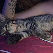 Didou a rejoint le concours — aidez-le/la à gagner de superbes lots ! cat, tabby_cat, sleeping, resting, pet, animal, feline, collar, closeup, indoor, bed, red_bedspread, tattoo, human_arm, lace, relaxation, paw, whiskers, fur, domestic_cat
