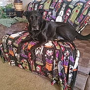 Lily joined the competition — help win amazing prizes! dog, black_dog, couch, blanket, cartoon_pattern, living_room, carpet, plant, houseplant, furniture, pet, indoors, relaxed, seated, cozy, decor, fabric, animal, companion, home