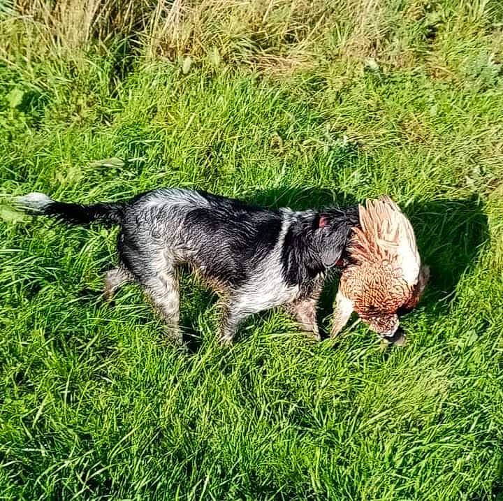 Tina participe au concours pour gagner de l'argent avec cette photo : australian_cattle_dog, canidae, carnivore, companion_dog, dog, dog_breed, fur, grass, grass_family, grassland, groundcover, gun_dog, plant, pointing_breed, snout, sporting_group, tail, terrestrial_animal, terrier, water_dog