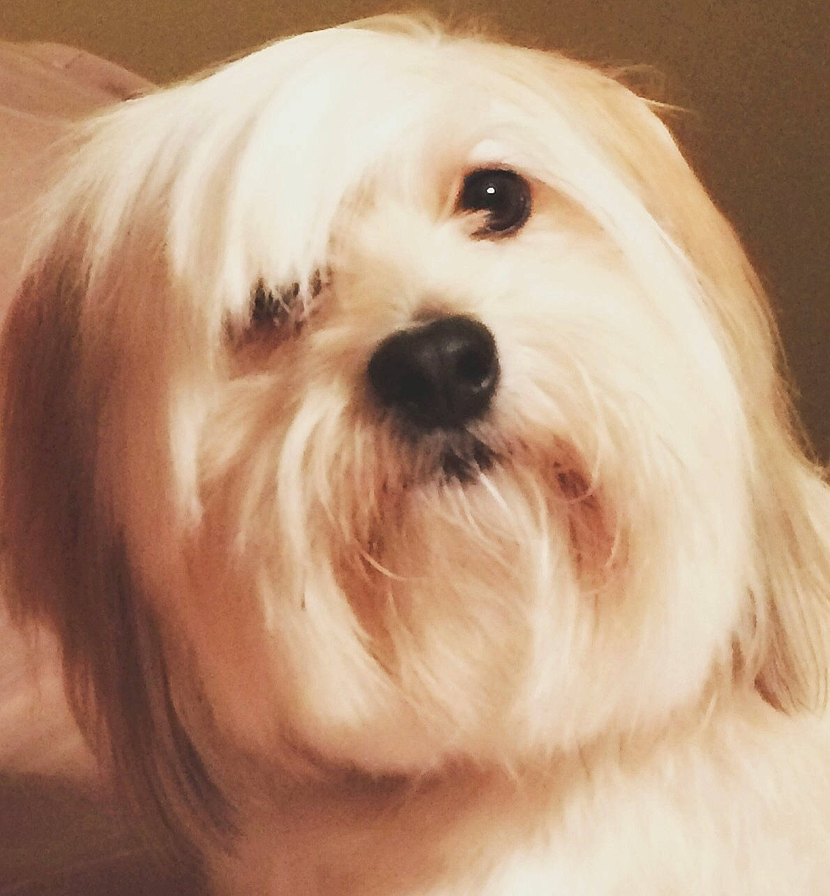 Bob Barker joined the competition — help win amazing prizes! canidae, carnivore, close_up, companion_dog, dog, dog_breed, fawn, fur, hair, iris, liver, mal_shi, small_terrier, snout, sporting_group, terrestrial_animal, terrier, toy_dog, whiskers, working_animal