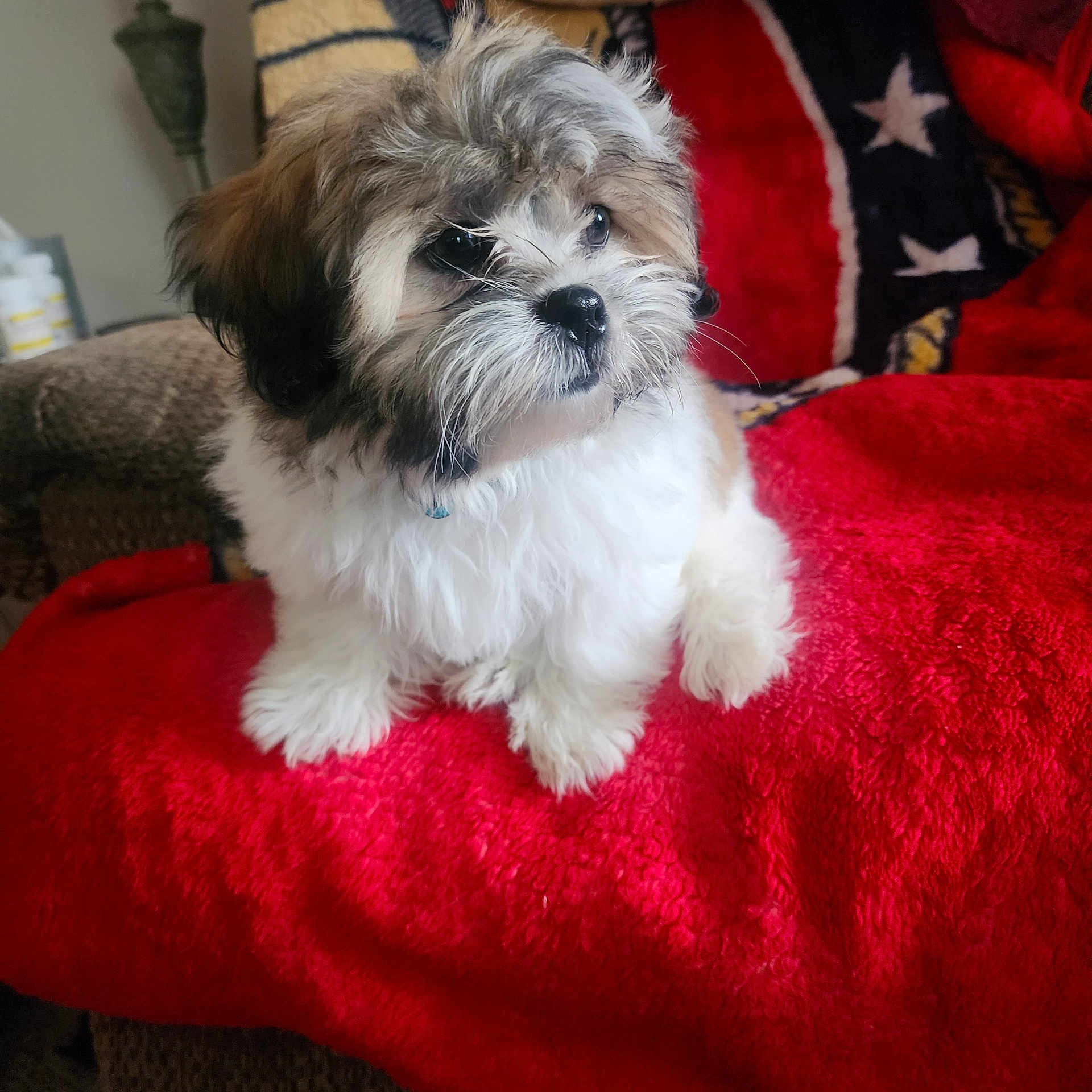 Maverick James is registered to the contest to win money with this photo: affenpinscher, animal, blanket, canine, chair, cockerspaniel, couch, cushion, dog, furniture, homedecor, papillon, pet, poodle, puppy, terrier