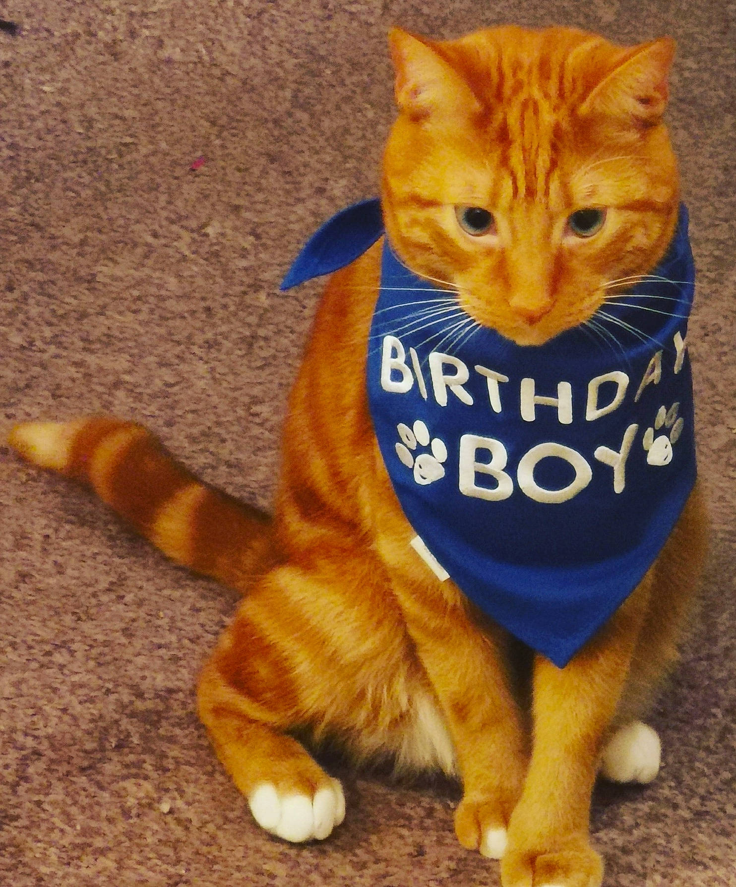 Dopey is registered to the contest to win money with this photo: carnivore, cat, claw, dog_breed, domestic_short_haired_cat, electric_blue, fawn, felidae, flooring, font, foot, fur, paw, photo_caption, small_to_medium_sized_cats, snout, tail, terrestrial_animal, whiskers