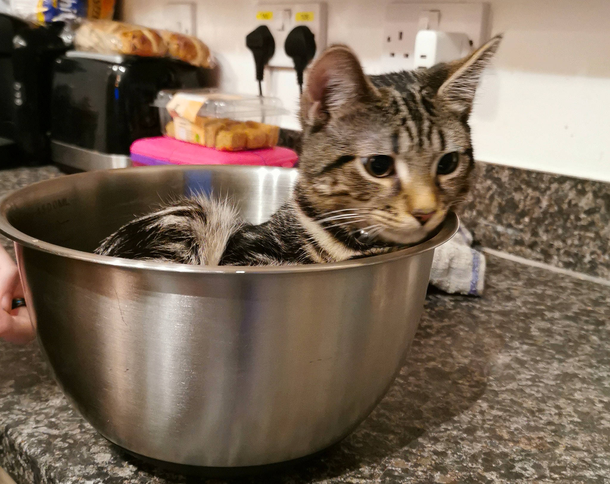 Mario is registered to the contest to win money with this photo: bowl, carnivore, cat, cat_supply, domestic_short_haired_cat, felidae, fur, metal, mixing_bowl, pet_food, pet_supply, small_to_medium_sized_cats, terrestrial_animal, whiskers