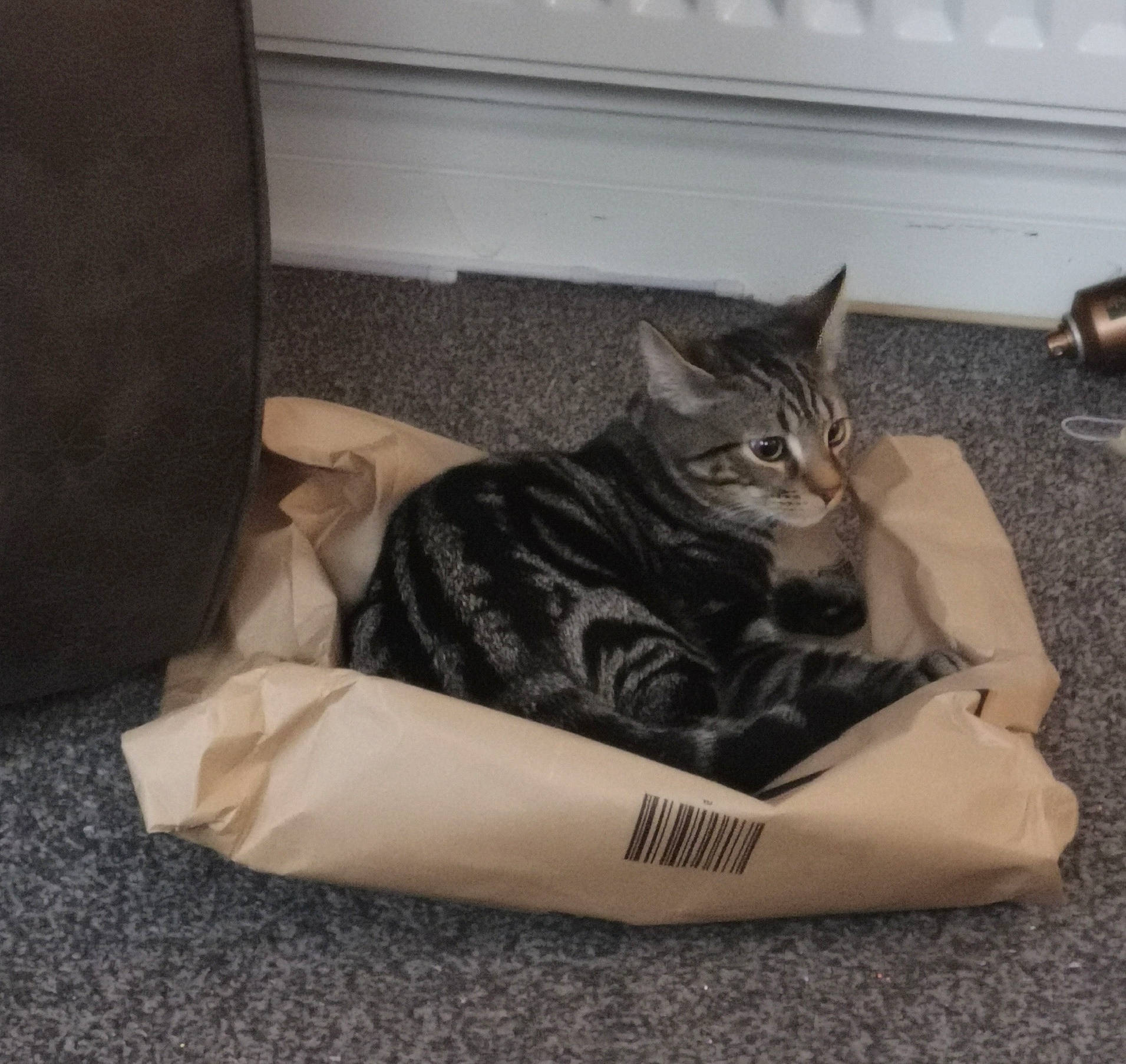 Mario joined the competition — help win amazing prizes! bag, box, carnivore, cat, comfort, domestic_short_haired_cat, felidae, flooring, fur, grey, hardwood, packaging_and_labeling, paw, small_to_medium_sized_cats, snout, tail, terrestrial_animal, whiskers, wood