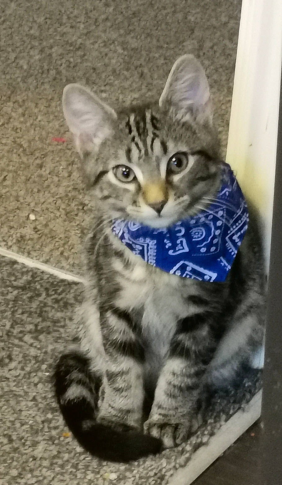 Mario joined the competition — help win amazing prizes! carnivore, cat, domestic_short_haired_cat, felidae, fur, paw, small_to_medium_sized_cats, snout, terrestrial_animal, whiskers, wildlife