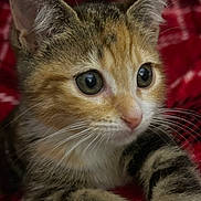 Biscuits joined the competition — help win amazing prizes! animal, blanket, cat, close_up, cozy, cute, ears, eyes, fur, indoor, kitten, muzzle, nose, paw, pet, red, soft, striped, tabby, whiskers