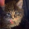 Kiana is registered to the contest to win money with this photo: adorable, animal, cat, closeup, collar, cute, domestic_animal, ears, feline, fluffy, fur, hand, indoor, kitten, looking, paw, pet, tabby, whiskers, young