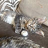 Kiana is registered to the contest to win money with this photo: animal, beige, brown, cat, closeup, couch, cushion, ears, feline, fur, indoor, kitten, paw, pet, relaxed, resting, sleepy, soft, tabby, whiskers