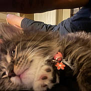 Kiana is registered to the contest to win money with this photo: animal, bell, cat, close_up, collar, cozy, cute, domestic, flower_charm, fluffy, fur, furniture, household_items, indoor, person_arm, pet, relaxed, resting, sleepy, soft_lighting