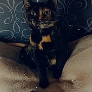 Joy participe au concours pour gagner de l'argent avec cette photo : cat, tortoiseshell_cat, pet, animal, indoor, blanket, pillow, decor, patterned_wall, cozy, feline, sitting, cute, fur, whiskers, ears, eyes, soft_lighting, stars, home