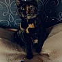cat, tortoiseshell_cat, pet, animal, indoor, blanket, pillow, decor, patterned_wall, cozy, feline, sitting, cute, fur, whiskers, ears, eyes, soft_lighting, stars, home