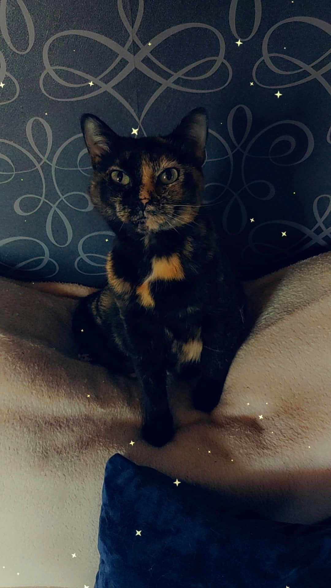 Joy participe au concours pour gagner de l'argent avec cette photo : cat, tortoiseshell_cat, pet, animal, indoor, blanket, pillow, decor, patterned_wall, cozy, feline, sitting, cute, fur, whiskers, ears, eyes, soft_lighting, stars, home