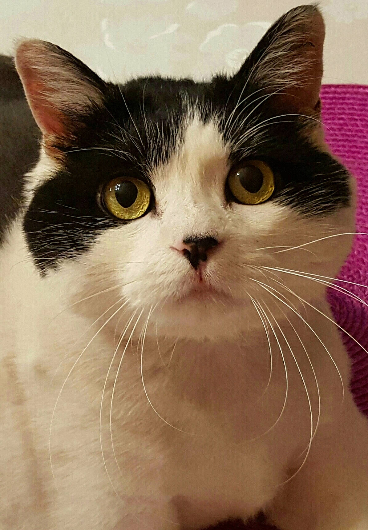 Bounti a rejoint le concours — aidez-le/la à gagner de superbes lots ! carnivore, cat, curious, domestic_short_haired_cat, eye, eyelash, felidae, fur, head, human_body, iris, no_expression, paper_product, small_to_medium_sized_cats, snout, terrestrial_animal, whiskers, window