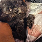 Wookie joined the competition — help win amazing prizes! dog, black_dog, fluffy, pet, close_up, bed, quilt, human_arm, cute, indoor, snuggling, fur, animal, companion, resting, cozy, looking_at_camera, soft_lighting, portrait, domestic