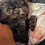 dog, black_dog, fluffy, pet, close_up, bed, quilt, human_arm, cute, indoor, snuggling, fur, animal, companion, resting, cozy, looking_at_camera, soft_lighting, portrait, domestic