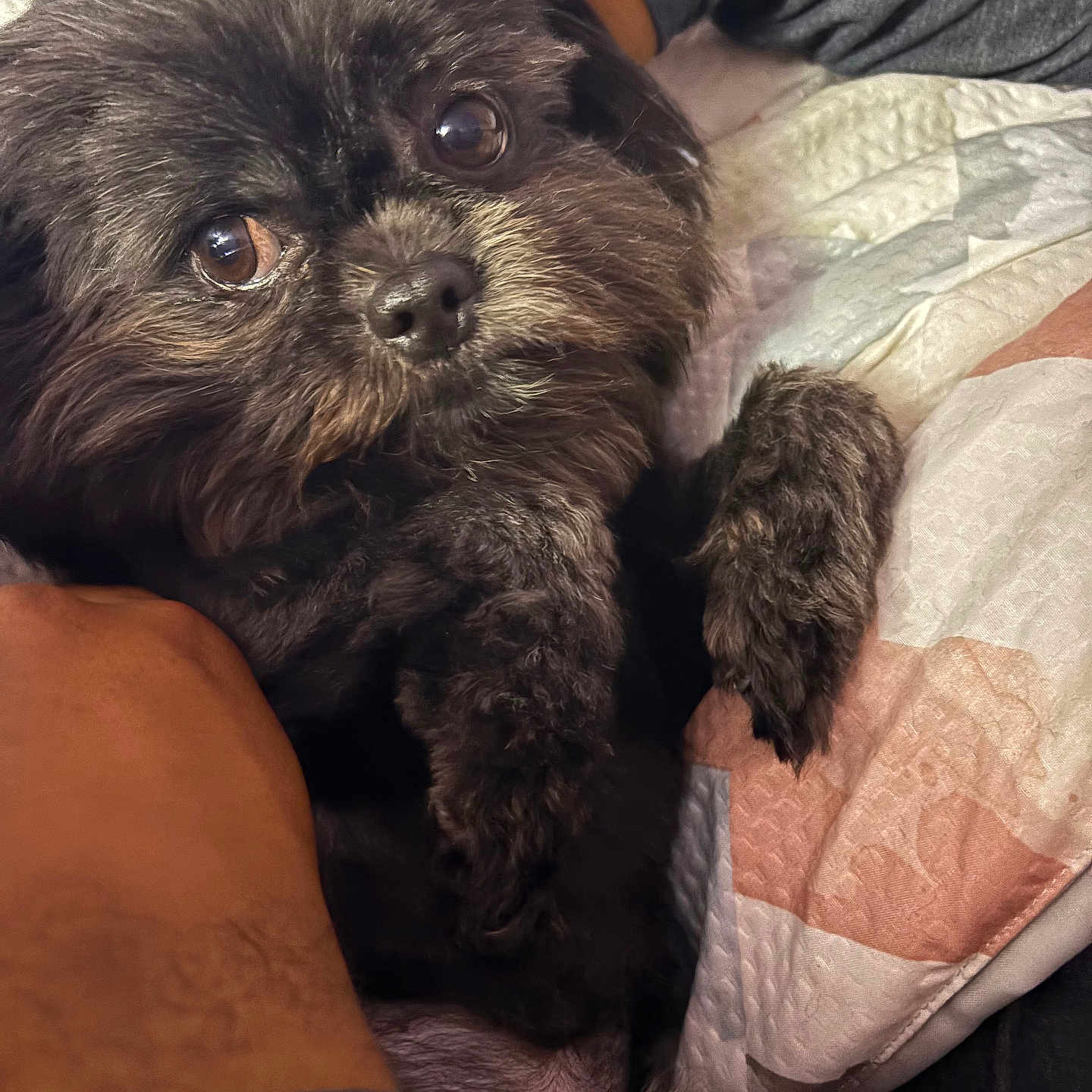 Wookie joined the competition — help win amazing prizes! animal, bed, black_dog, close_up, companion, cozy, cute, dog, domestic, fluffy, fur, human_arm, indoor, looking_at_camera, pet, portrait, quilt, resting, snuggling, soft_lighting