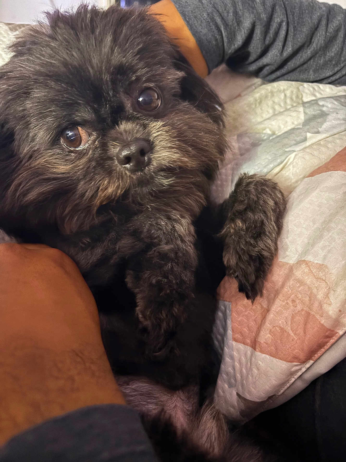 Wookie joined the competition — help win amazing prizes! dog, black_dog, fluffy, pet, close_up, bed, quilt, human_arm, cute, indoor, snuggling, fur, animal, companion, resting, cozy, looking_at_camera, soft_lighting, portrait, domestic