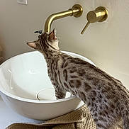 Ares a rejoint le concours — aidez-le/la à gagner de superbes lots ! cat, bengal_cat, spotted_fur, sink, vessel_sink, brass_faucet, bathroom, towel, countertop, indoor, curiosity, pet, domestic_animal, paws, bowl_sink, pattern, porcelain, standing, grooming, reflection