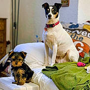 Manzana Et Choupie a rejoint le concours — aidez-le/la à gagner de superbes lots ! dog, puppy, small_dog, large_dog, living_room, couch, blanket, pillow, furniture, pet, indoor, cozy, white, black, brown, striped, collar, toys, sitting, home