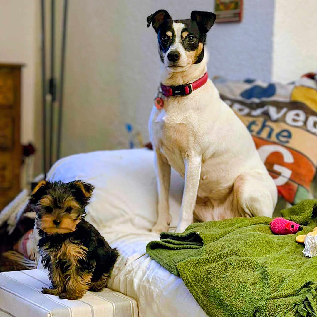 Manzana Et Choupie a rejoint le concours — aidez-le/la à gagner de superbes lots ! black, blanket, brown, collar, couch, cozy, dog, furniture, home, indoor, large_dog, living_room, pet, pillow, puppy, sitting, small_dog, striped, toys, white