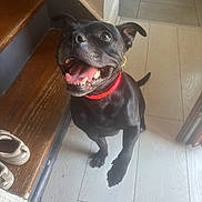 Reina participe au concours pour gagner de l'argent avec cette photo : dog, black_dog, pet, indoor, jumping, happy, smiling, collar, wooden_stairs, floor_tiles, shoes, tongue_out, excited, looking_up, tail, ears, home, canine, animal, domestic