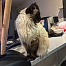 cat, siamese_cat, fluffy, kitchen, counter, coffee_machine, bowl, domestic, pet, indoor, feline, fur, animal, table, appliance, side_view, sitting, cozy, household, warm_lighting