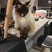 Nuage a rejoint le concours — aidez-le/la à gagner de superbes lots ! cat, siamese_cat, tongue_out, fluffy, kitchen_counter, appliances, chair, home_interior, domestic, pet, feline, furniture, indoor, table, wood, black, white, gray, cute, animal