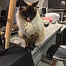 cat, siamese_cat, tongue_out, fluffy, kitchen_counter, appliances, chair, home_interior, domestic, pet, feline, furniture, indoor, table, wood, black, white, gray, cute, animal