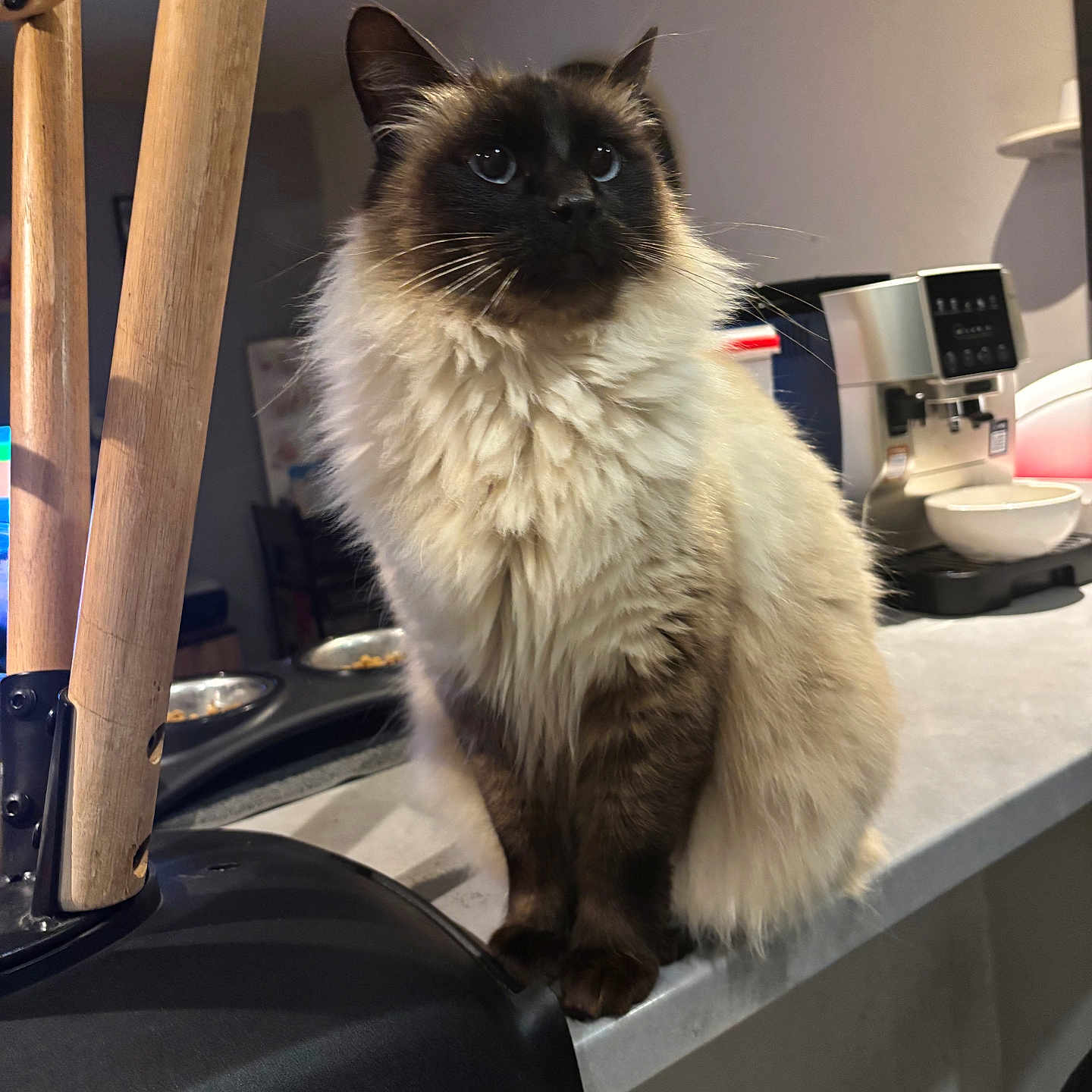 Nuage a rejoint le concours — aidez-le/la à gagner de superbes lots ! cat, fluffy, indoor, kitchen, counter, furniture, wooden_chair, appliance, curious, sitting, pet, animal, domestic, feline, brown, black, white, portrait, closeup, household