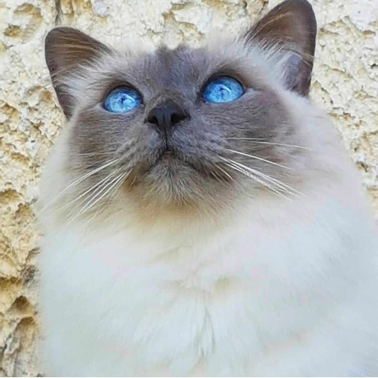 Baci