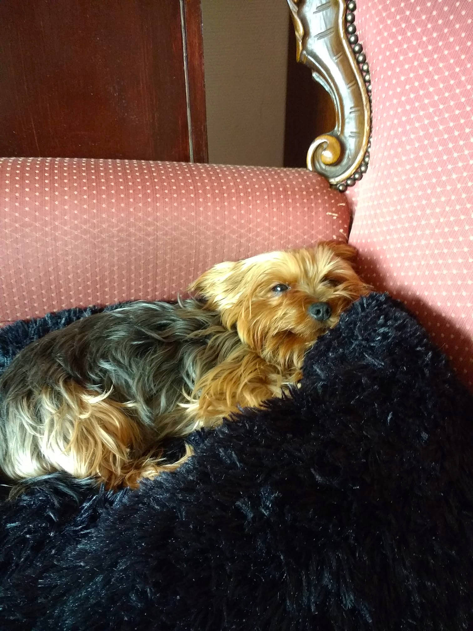 Cléo a rejoint le concours — aidez-le/la à gagner de superbes lots ! australian_silky_terrier, australian_terrier, canidae, carnivore, companion_dog, dog, dog_breed, fawn, liver, morkie, puppy, rare_breed_dog, small_terrier, sporting_group, terrier, toy_dog, yorkshire_terrier