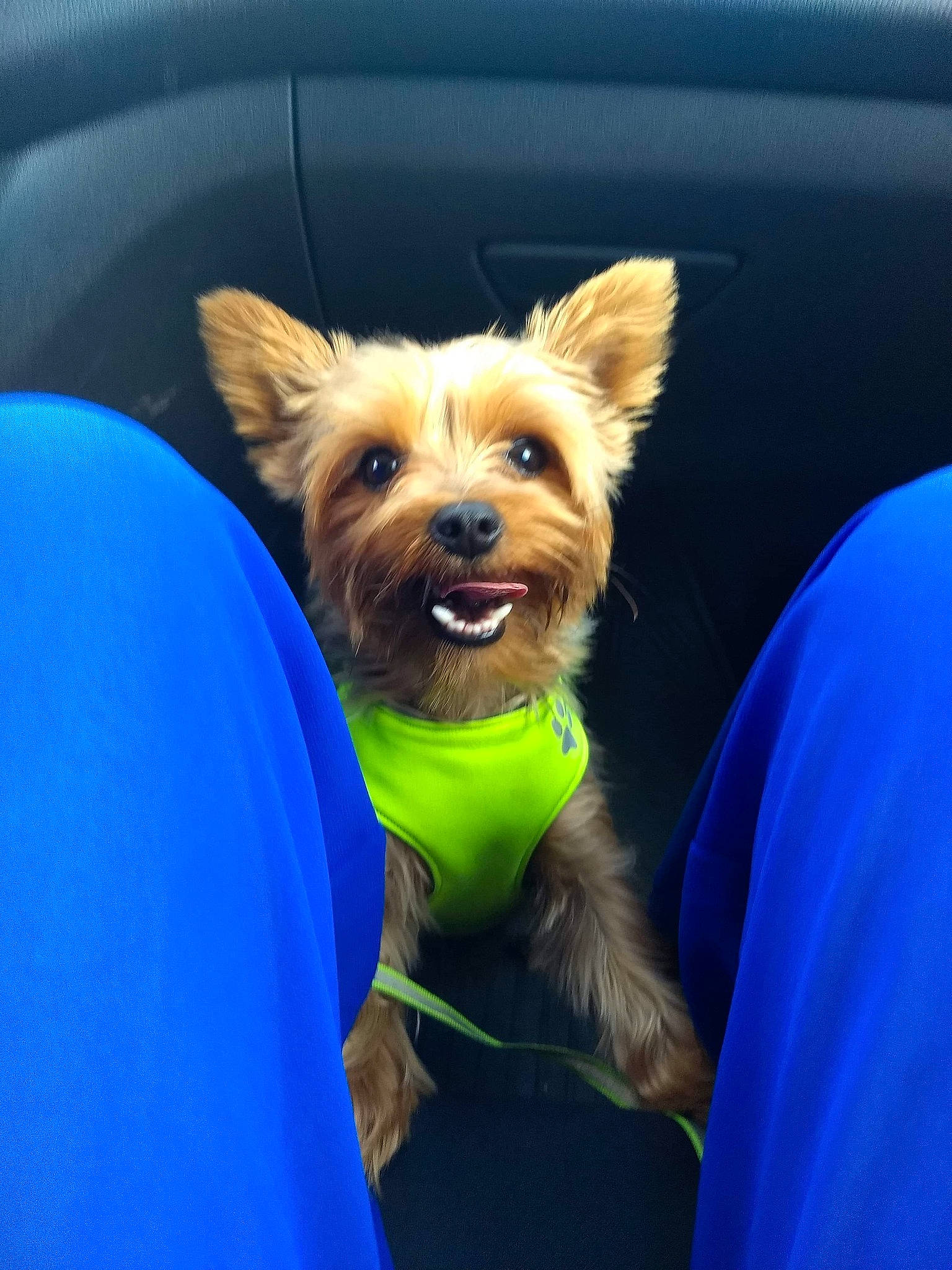Cléo a rejoint le concours — aidez-le/la à gagner de superbes lots ! australian_silky_terrier, australian_terrier, cairn_terrier, canidae, carnivore, companion_dog, dog, dog_breed, dog_clothes, ear, jacket, mammal, norwich_terrier, puppy, rare_breed_dog, small_terrier, terrier, toy_dog, yorkshire_terrier