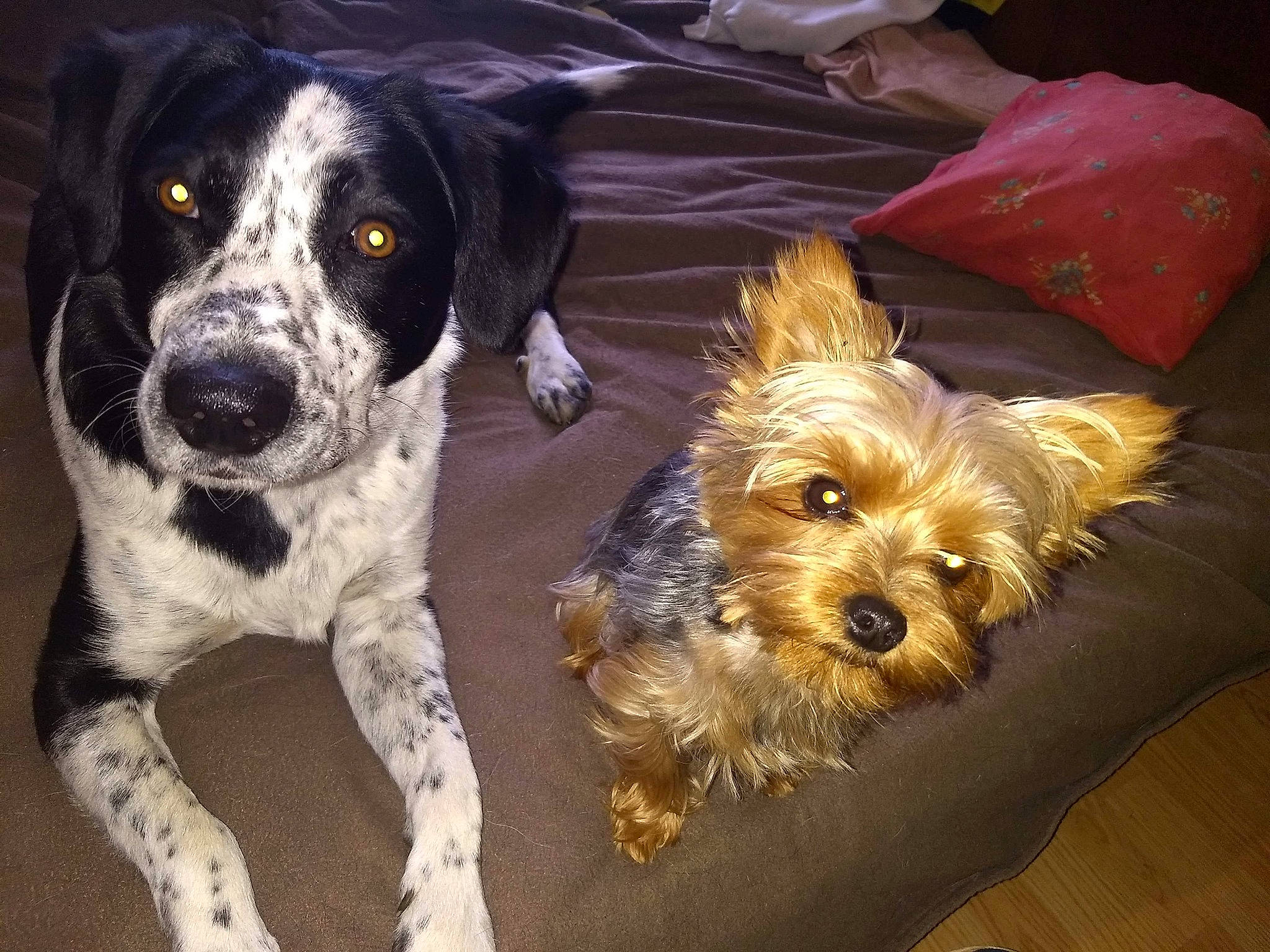 Cléo participe au concours pour gagner de l'argent avec cette photo : australian_silky_terrier, biewer_terrier, cairn_terrier, canidae, carnivore, cavapoo, companion_dog, dog, dog_breed, mammal, morkie, puppy, rare_breed_dog, schnoodle, sporting_group, sporting_lucas_terrier, terrier, vertebrate, yorkipoo, yorkshire_terrier