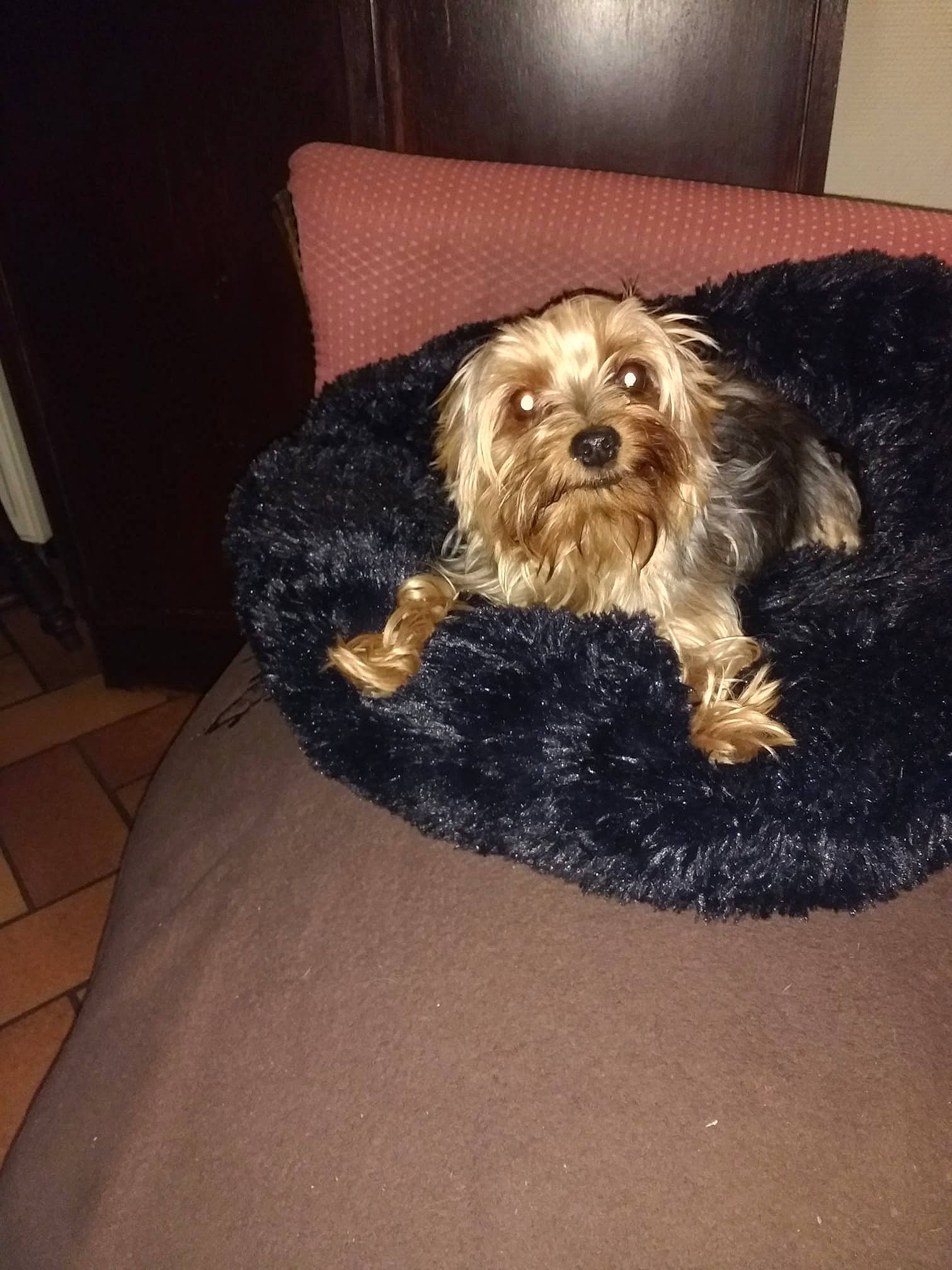 Cléo a rejoint le concours — aidez-le/la à gagner de superbes lots ! australian_silky_terrier, canidae, carnivore, cavachon, cavapoo, cockapoo, companion_dog, dog, dog_bed, dog_breed, maltepoo, mammal, morkie, schnoodle, small_terrier, terrier, toy_dog, vertebrate, yorkipoo, yorkshire_terrier