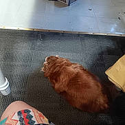 Puppy joined the competition — help win amazing prizes! dog, brown_dog, carpet, floor, table_leg, patterned_skirt, indoor, tile_floor, vent, paper, magazine, resting, animal, pet, furniture, shadow, human_leg, colorful, fabric, quiet