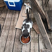 Romeo joined the competition — help win amazing prizes! animal, cat, cooler, dry_food, feeding, feline, food_bowl, gray_and_white, gray_cat, nature, outdoor, pet, planks, relaxation, rustic, scratches, tail, weathered_wood, white_cat, wooden_deck