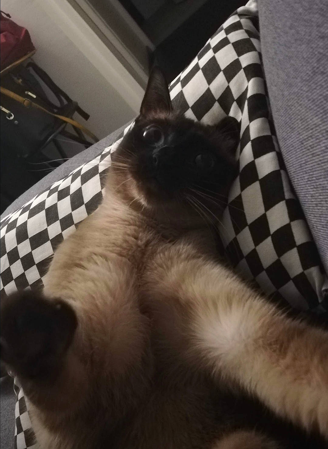 Chipie participe au concours pour gagner de l'argent avec cette photo : bedding, carnivore, cat, comfort, couch, domestic_short_haired_cat, felidae, flooring, fur, grey, linens, living_room, metal, pattern, paw, room, small_to_medium_sized_cats, tail, tints_and_shades, whiskers